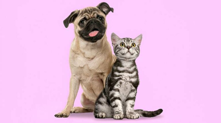 How to Keep Your Dog or Cat Happy, Healthy, and Thriving Indoors The Ultimate Guide for Pet Owners